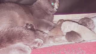 Blue British Shorthair Babies Cats 🐈‍⬛ by Violeta Selakov 11 views 3 years ago 54 seconds