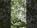 Can Mumbai grow a coastal forest? We certainly hope so!