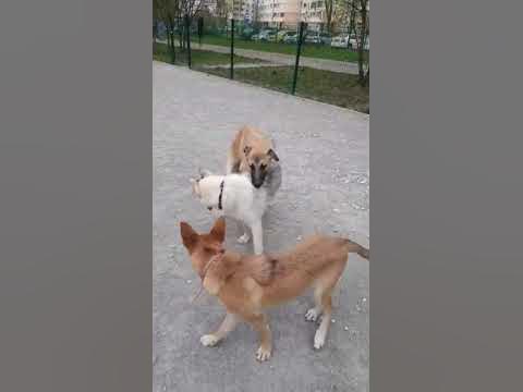 Собаки секс - YouTube
