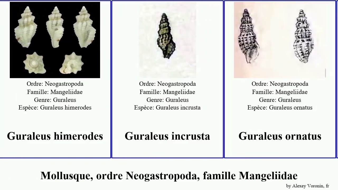 Mollusque, ordre Neogastropoda, famille Mangeliidae guraleus neoguraleus australis mollusca aeneus