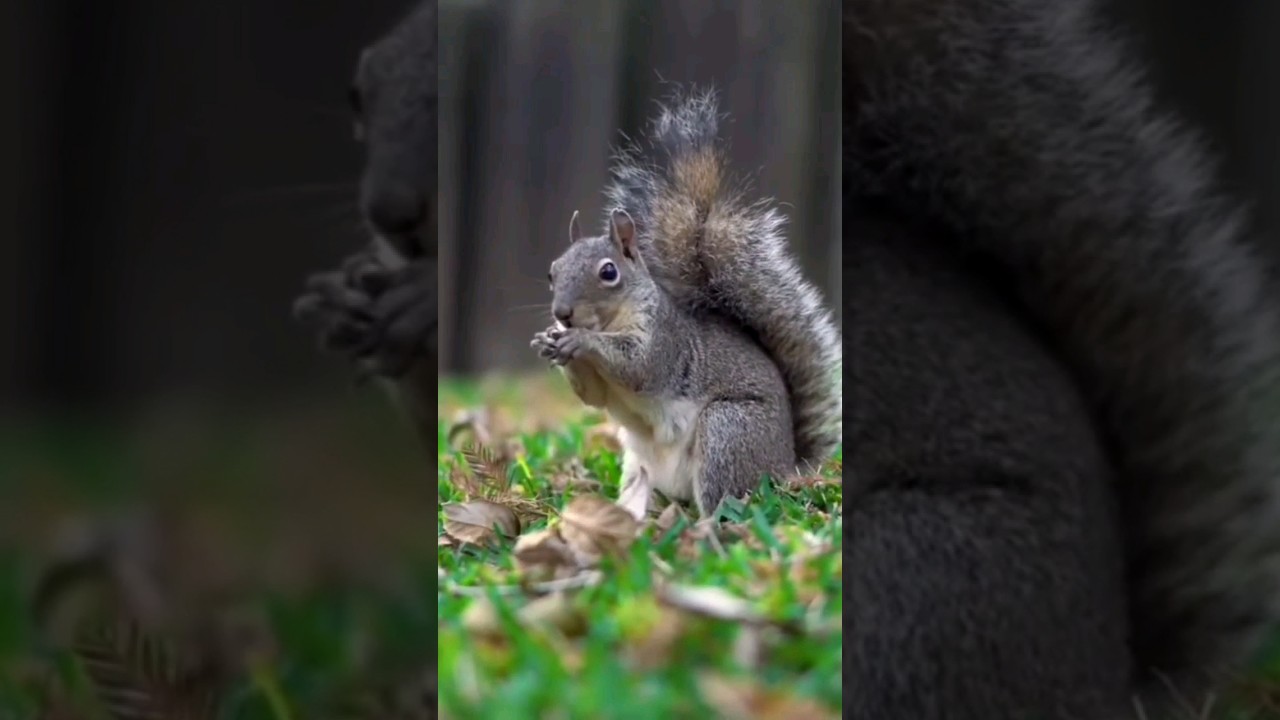 A SQUIRREL GNAWING ON A NUT 