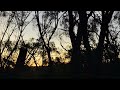 Good evening from the ancient forest