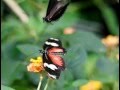 Doris Longwing (Heliconius doris or Laparus doris) in Slow Motion / Doris Falter in Zeitlupe