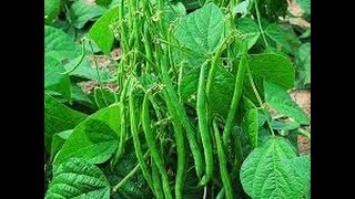 HOW TO GROW BUSH BEANS FROM SEED.