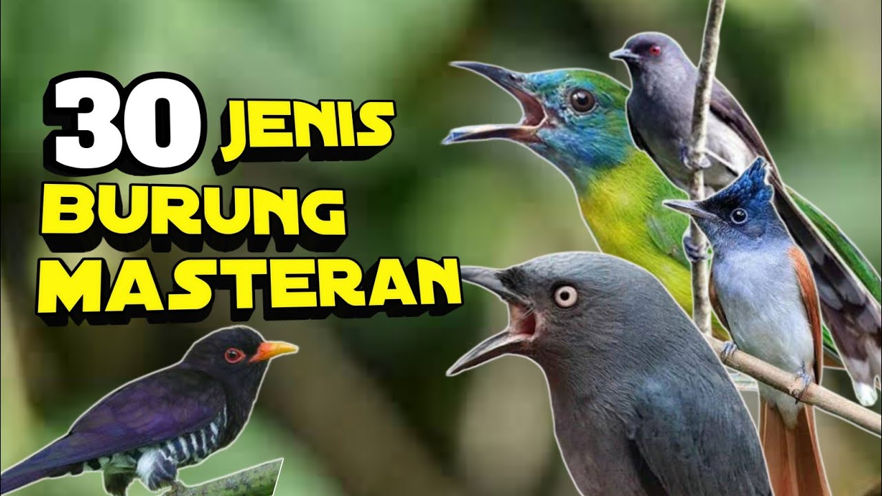 Menemukan Jenis Burung Masteran Terbaik untuk Suara Merdu Anda Menemukan Jenis Burung Masteran Terbaik untuk Suara Merdu Anda