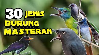 Burung Masteran Terbaik, 30 Jenis Burung Masteran Terbaik, Lengkap dengan harganya screenshot 4