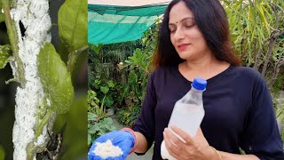 Simple solution for Mealybug |  Zero cost home made pesticides
