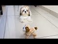 Shih tzu and the dog toy  funny shih tzu playing  mimi shih tzu