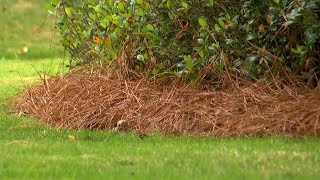 Red Bay police warn residents about pine straw scam