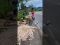 Young Coconut Trunk Processing - Roadside - Middlemen - Sibonga - Harvest 2023 #harvestchaser