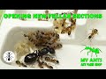 Opening new sections for Camponotus fellah ants