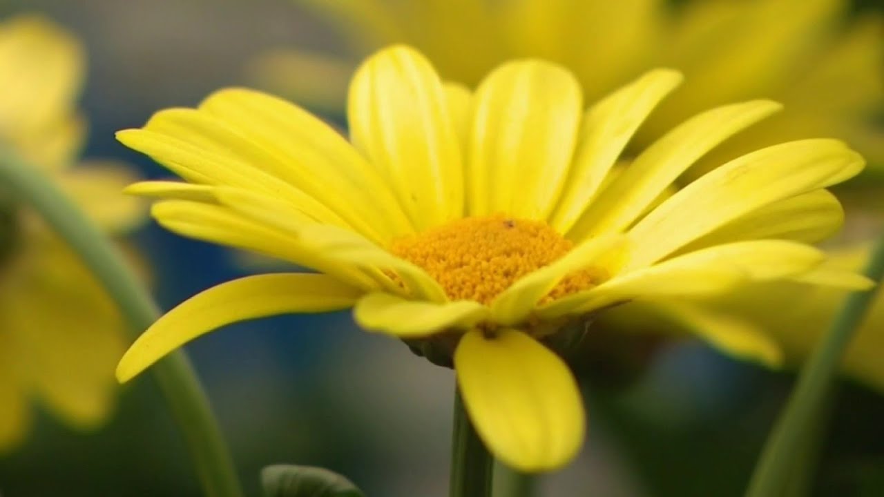 Why you should focus on adding plants native to Michigan to your garden