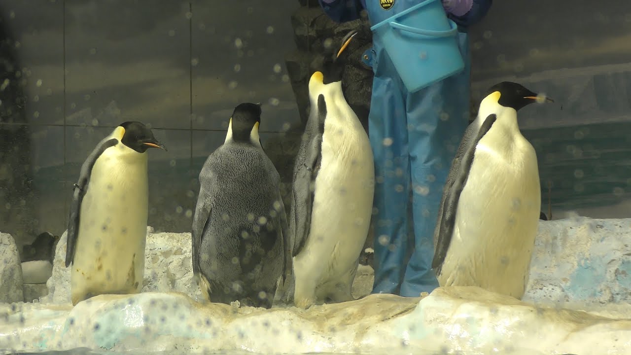 ペンギンのフィーディングタイム 名古屋港水族館 17年11月18日 Youtube
