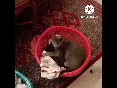 በህልም ድመት ማየት