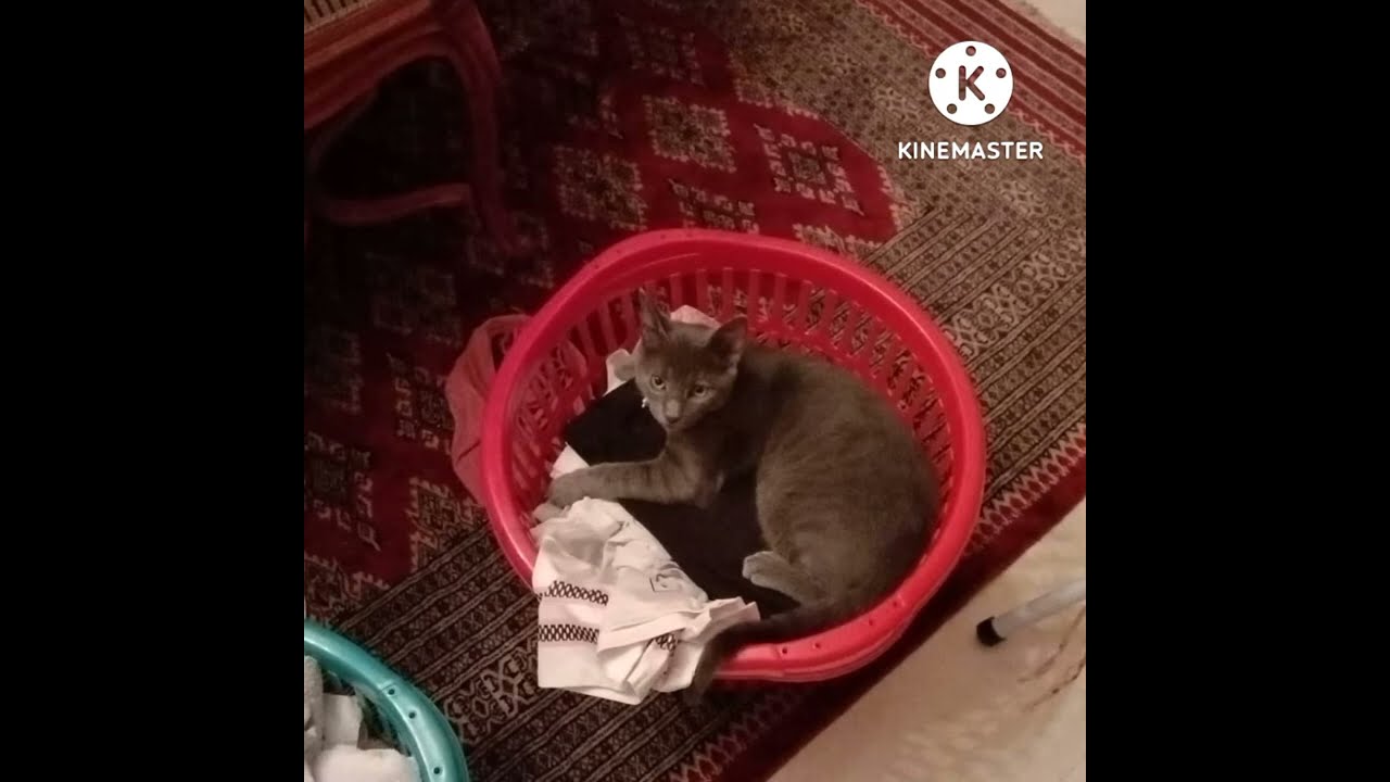 📌በህልም #ድመት ማየት✍️