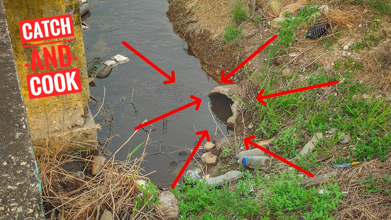 Penunggu Kelongkong Bendang,Catch and Cook