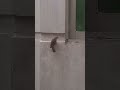 পাখিগুলো ❌এভাবেই জানালায় বসে#birds #animals #shortvideo