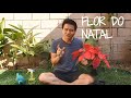 Flor do Natal (Poinsétias) - Como cuidar para durar o máximo.