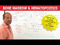 Bone Marrow & Hematopoiesis - Blood Cells Formation