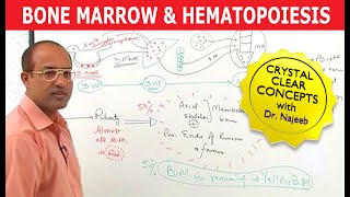Bone Marrow and Hematopoiesis | Blood Cells Formation