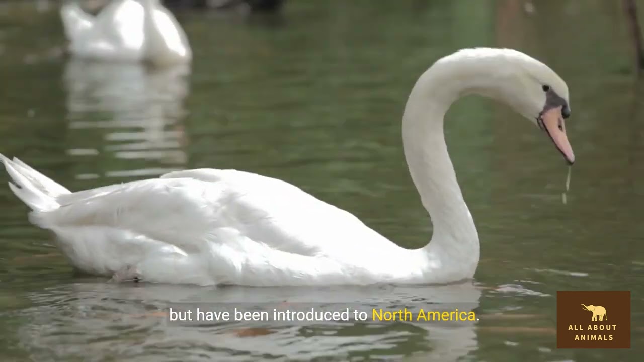 Discovering the Mute Swan