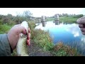 Крупный голавль на живца