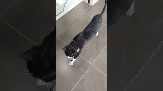 for cat lovers
