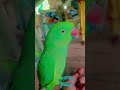 tota ko bolna kaise shikhai #talkingparot#nonstoptalkingparrot #talkingparrot #nappods#hangoutspots