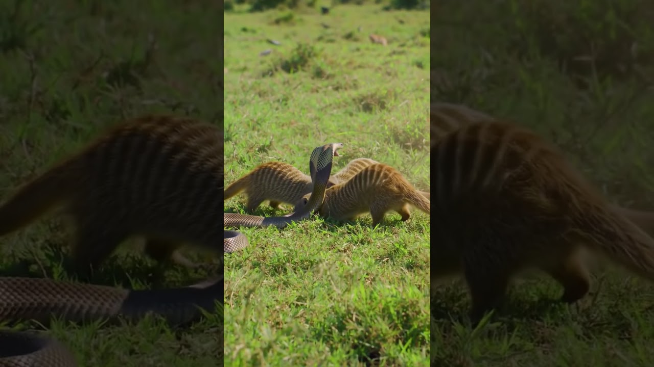 "Mongoose vs Cobra! | Epic Fight for Survival" 