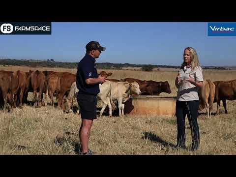 Adele from Virbac discusses the use of Multimin in Strip Grazing (Afrikaans)