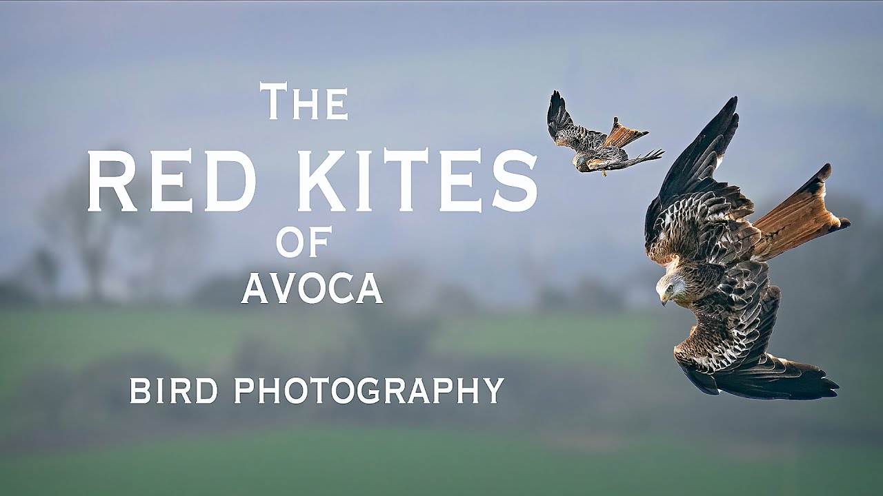 Birds of Prey Photography: Photographing the Red Kites of Avoca