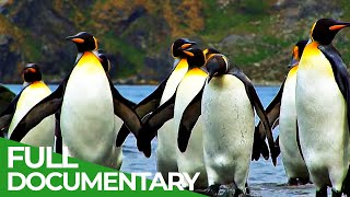 Antarctica  Tales from the End of the World | Free Documentary Nature