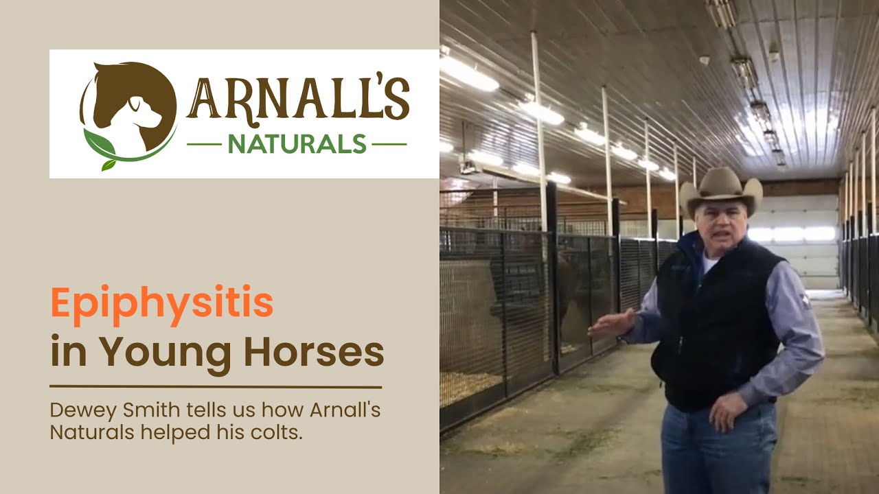 Epiphysitis in Young Horses - YouTube