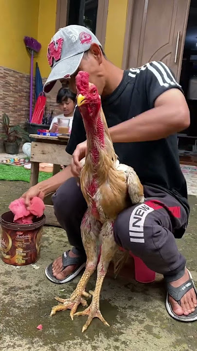 ayam bangkok ekor lidi super #ayam #chicken #ayambangkokekorlidi #trending #rooster #fyp