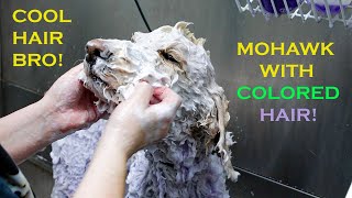 Owner Requested A Mohawk and Colored Hair! | Goldendoodle Gets A Full Groom.