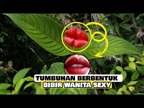 Video: Tumbuhan yang paling menakjubkan di dunia. Ciri-ciri tumbuhan yang menakjubkan