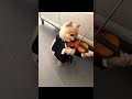 Komik köpek videoları//komik hayvan videoları//#kesfetdeyim #pomeranian #shortsvideo #dog