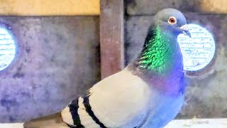 Races in full swing across Kyushu - YouTube