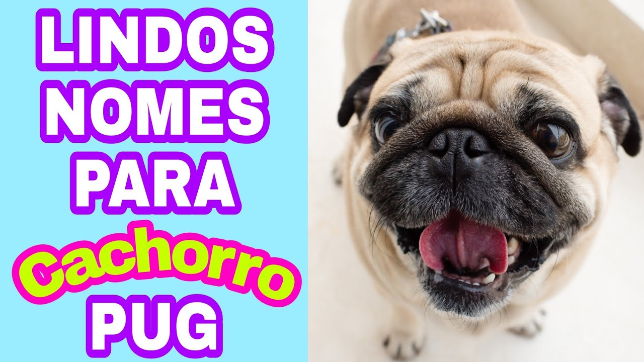 Qual O Nome De Cachorro Pug?