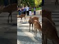 Nara Park deer 🦌 in japan #narapark