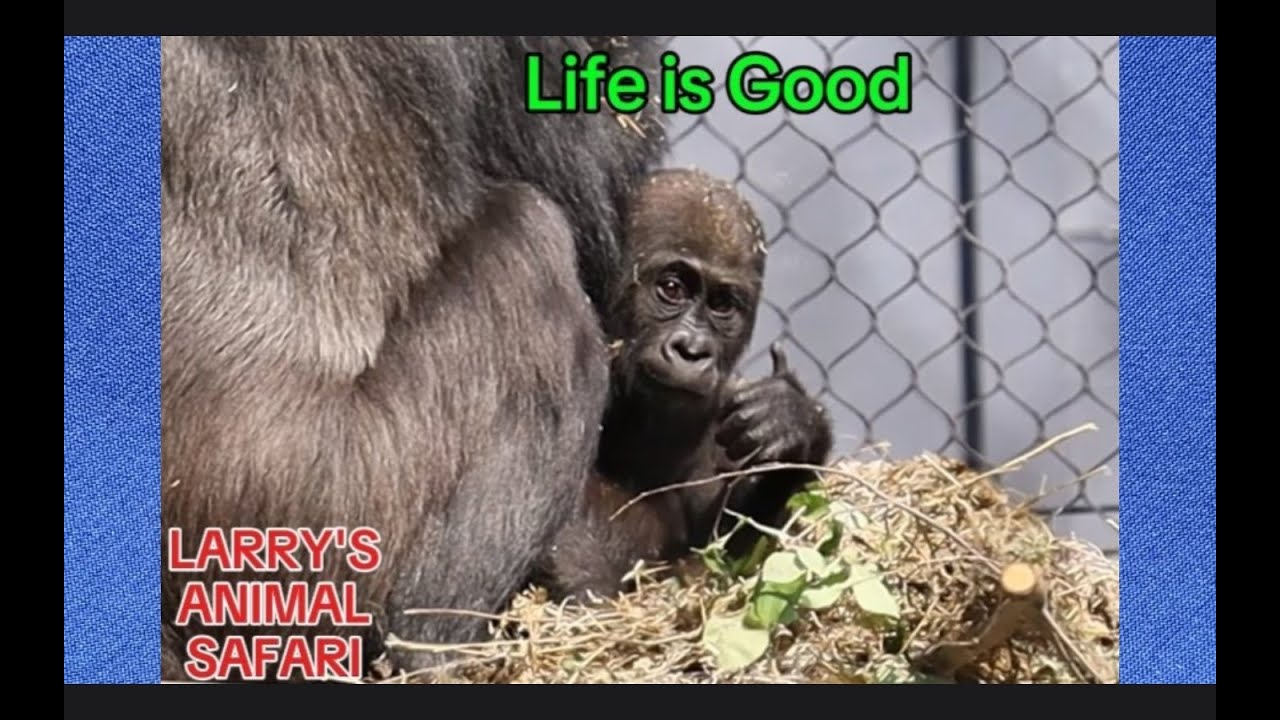 Детеныш гориллы - Кунда #56 