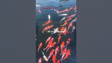 Hồ cá Koi đẹp #16