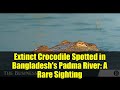 Extinct Crocodile Spotted in Bangladesh's Padma River: A Rare Sighting