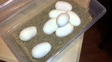 Ball python clutch #2 2014 @ Queen City Constrictors