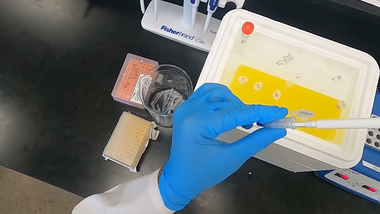 Polyacrylamide Gel Electrophoresis (PAGE)