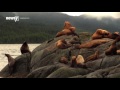 New Deal Protects 85 Percent Of Canada's Massive Great Bear Rainforest - Newsy