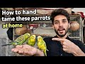 How to Hand Tame Parrots 🦜 Step by Step at Home