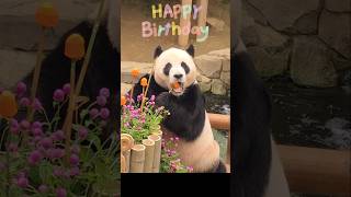 러바오 14번째 생일 축하해! #giantpanda #러바오 #러바오생일 #260728
