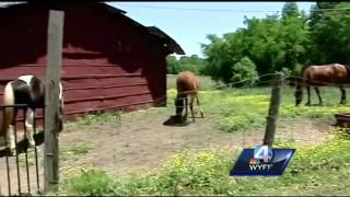 Five animals killed, horse is recovering