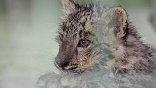 びしょ濡れユキヒョウの赤ちゃん~Soppy Snow Leopard Baby